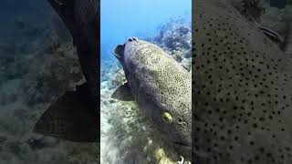 Goliath grouper swims close while diving [upl. by Jaime441]