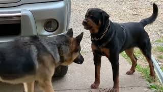 Aggressive 1 year old rottweiler challanges alpha german shepherd [upl. by Earej]