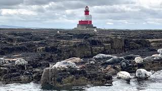 Farne Islands  Seals [upl. by Arette]