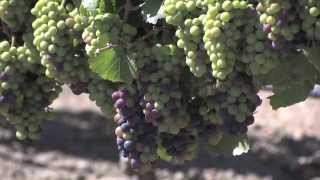 Visit Monterey Wine Country [upl. by Anikas]