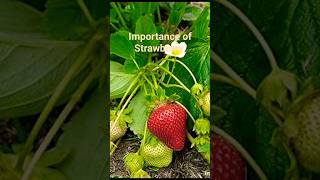 Importance of Strawberry fruits RosaceaePerishableyoutubeshorts pleasesubscribe [upl. by Mcfarland]