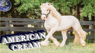 TOP Beautiful American Cream Draft Horse in the World [upl. by Dukie]