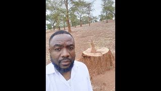 Here is what illegal tree logging is doing to Zambias trees [upl. by Atiuqel24]