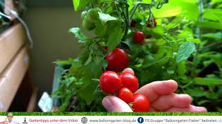 Tomaten ernten länger frisch halten ☀ Balkongarten Tipp [upl. by Ynohtnacram672]