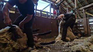 Shearing Run Oregon June 2024 [upl. by Annawek]