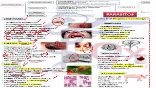 Infectología  Academia Mis Cursos 2 [upl. by Garlanda]