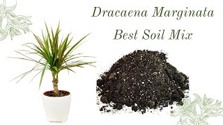 Dracaena Marginata  Best Soil Mix [upl. by Ah]