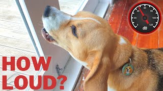 How Loud is a Beagle Bark How many Decibels [upl. by Olmstead]