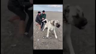 Dogs that can kill you in seconds [upl. by Jarrid]