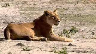 Two female Lions Try to Hunt  A Narrow Escape for Warthogs [upl. by Asinet]