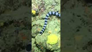 yellowup Sea Krait snake [upl. by Farkas]