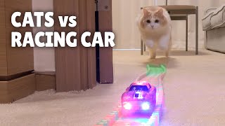 Cats vs Racing Car  Kittisaurus [upl. by Rimas]