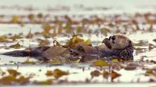 A Sea Otters life  Big Blue Live Episode 2  BBC One [upl. by Akenaj]