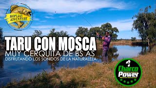 TARARIRA CON MOSCA EN MONTE  HOPLIAS ADVENTURE [upl. by Trabue]