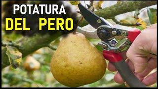 POTATURA DEL PERO [upl. by Eirbua]