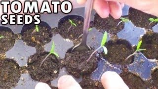 Germinating Tomatoes from seed Sprouting Planting Tomato seeds Peppers under lights [upl. by Aryek917]