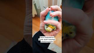 🙄 shorts keşfet muhabbetkuşu budgies parakeet birds kuşlar komik funny cute sevimli [upl. by Baryram]