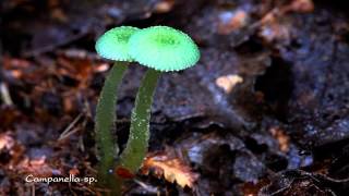 Magical and Colorful World of Mushrooms HD1080p [upl. by Flann]