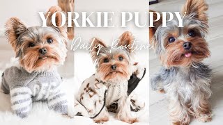 A DAY IN THE LIFE OF A YORKIE PUPPY  YORKIE DAILY ROUTINE [upl. by Olmstead764]