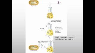 Cotransduction Mapping [upl. by Zeus673]