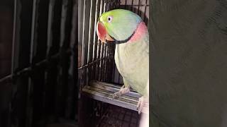 Raw Parrot 🤗 parrottalking amazingtalkingparrot birds shorts parrotspeakcute beautifulparrot [upl. by Cherry]