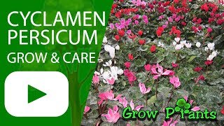 Cyclamen persicum flower growing and care [upl. by Sam]