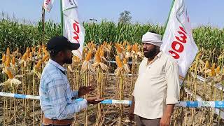 कम समय में ज्यादा पैदाबार देने वाली मक्का की किस्म Pioneer Brand P3302 le takkar 🌽 pioneerseeds [upl. by Aleel71]