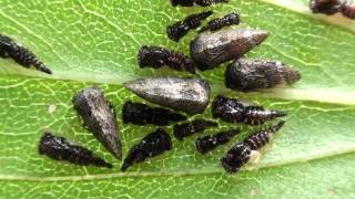 Treehopper Membracidae Publilia concava Adults and Nymphs [upl. by Teiluj339]