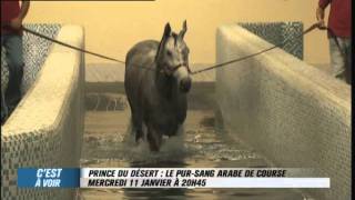 EXTRAIT  Prince du désert  le pur sang arabe de course  Equidia Life [upl. by Cornwall]