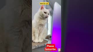 DID ILYA CHEAT ON YULYA😳cat pets funny catvideos viralvideo кошкасофа смешныеживотные [upl. by Ernestus]