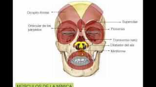 Músculos de la mímica [upl. by Leseil]