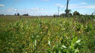 Greenpeace Visits A GeneticallyEngineered Soya Field in Quebec [upl. by Crichton]