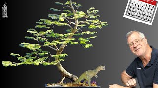 Dawn Redwood Bonsai Care Guide Easy Tips for Beginners [upl. by Ais918]