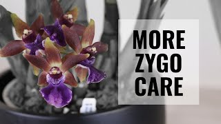 Zygopetalum Orchid Care  More Tips on Taking Care of Zygos CareCollab [upl. by Neehs252]