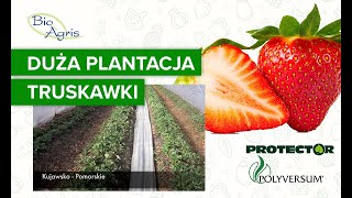 Uprawa truskawki Elsanta dla dużych plantatorów [upl. by Rockel951]