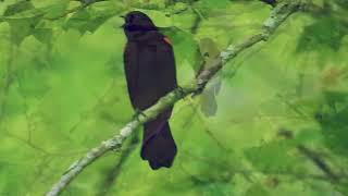 redwinged blackbird sings birds redwingblackbirds birdsong birdsounds nature [upl. by Laehpar]