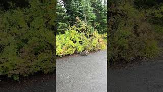 Ptarmigan Behind Paradise Inn mountrainiernationalpark fallcolors ptarmigan [upl. by Adnyc]