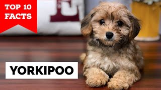 Yorkipoo  Top 10 Facts [upl. by Vogel738]