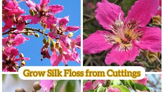 How to Grow Silk Floss from cuttings Growing Techniques Ceiba Spaciosa silkflower garden cutting [upl. by Zzaj]