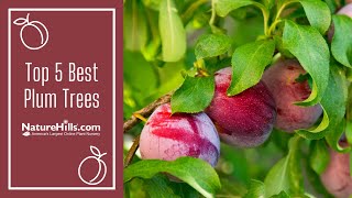 Top 5 Best Plum Trees  NatureHillscom [upl. by Laerdna287]