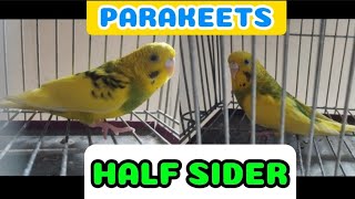 PARAKEETS HALF SIDER [upl. by Ahsein]