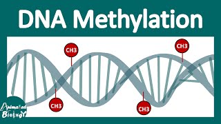 DNA methylation  What is DNA methylation and why is it important [upl. by Ordisy815]