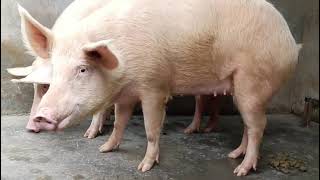 Pig farm in Mirzapur manikatha jigna Uttar Pradesh Contact number  9935259545 [upl. by Kwapong12]