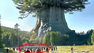 The Biggest Tree On Earth Is Bigger Than You Imagine [upl. by Nodnelg]