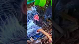 The insane Mother bird feeding baby life in nests bird lifecharmingbird nestShorts  BirdNesting [upl. by Noeruat]