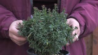 Gardening Tips amp Flowers  How to Grow Aster [upl. by Willett]