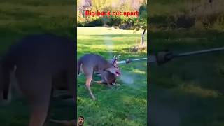 Entangled bucks separated to survive🥹🥹surajroxfunnyvibeovikram vikramcomedyvideoshortfeedshorts [upl. by Dinsmore670]