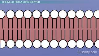 Lipid Bilayer Definition Structure amp Function [upl. by Llenyl]