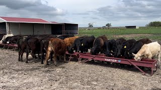 Preconditioning Calves [upl. by Oinesra]