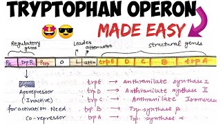 Tryptophan Operon  Easy explanation🤩molecularbiology [upl. by Oicinoid594]